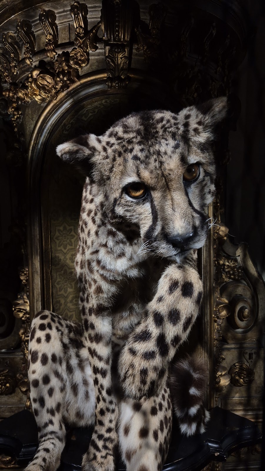 Art Zoo Museum — photo 4