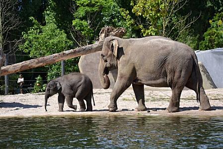 ARTIS Amsterdam | Dierentuin & Leuk Uitje met Kinderen — Amsterdam