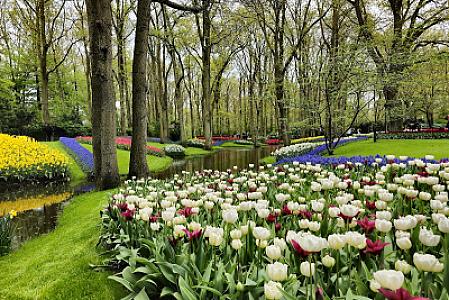 Keukenhof — Lisse